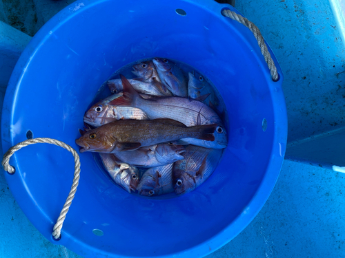 マダイの釣果