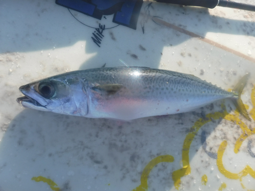 サバの釣果