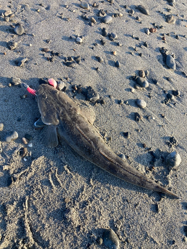 マゴチの釣果