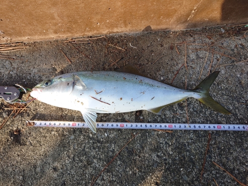 イナダの釣果