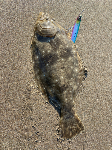 ヒラメの釣果