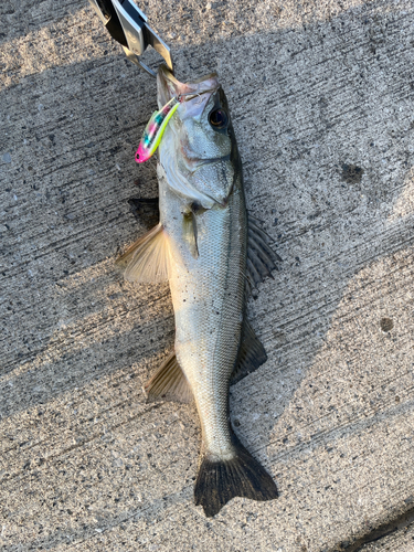 シーバスの釣果