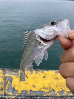 セイゴ（マルスズキ）の釣果