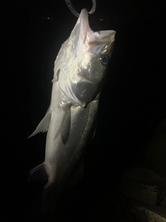 フッコ（マルスズキ）の釣果