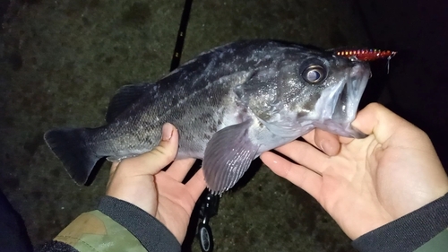 クロソイの釣果