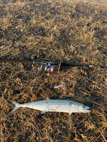 サゴシの釣果