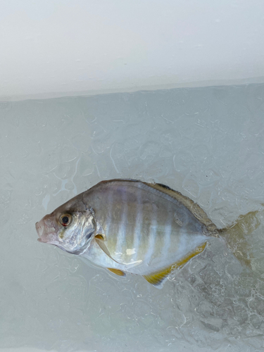 カイワリの釣果