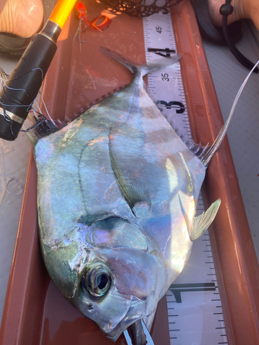 イトヒキアジの釣果