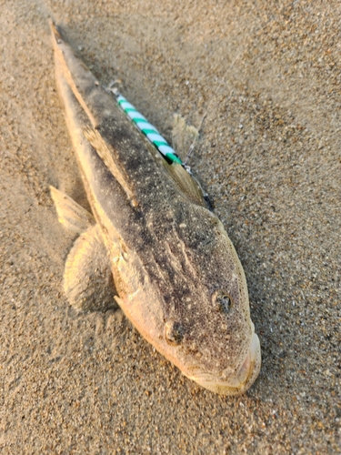 マゴチの釣果