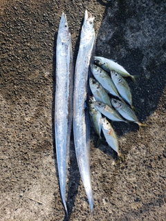 タチウオの釣果