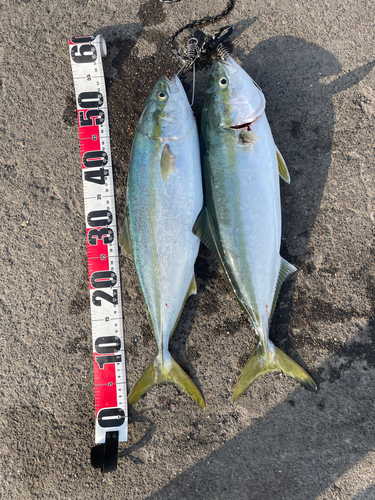 イナダの釣果