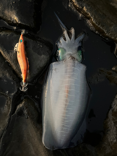 アオリイカの釣果