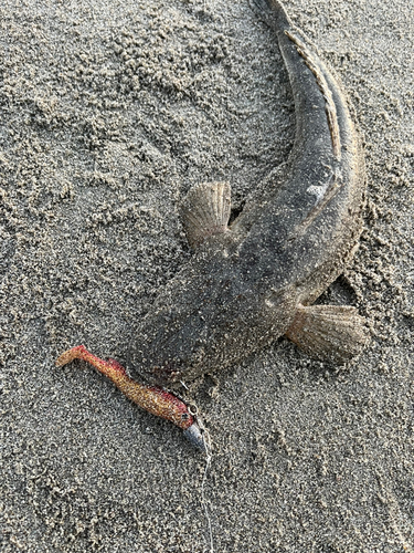 マゴチの釣果