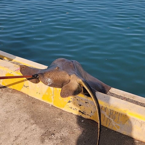 アカエイの釣果