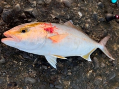 ショゴの釣果