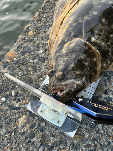 ヒラメの釣果