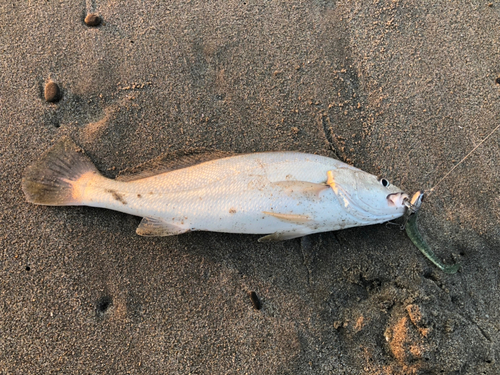 ニベの釣果