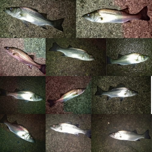 シーバスの釣果