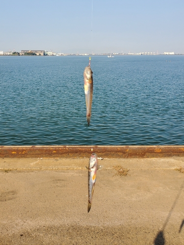 ハゼの釣果