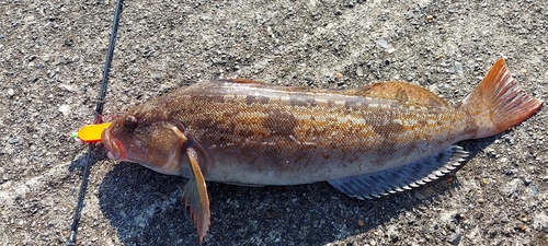 アイナメの釣果