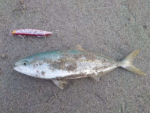 イナダの釣果