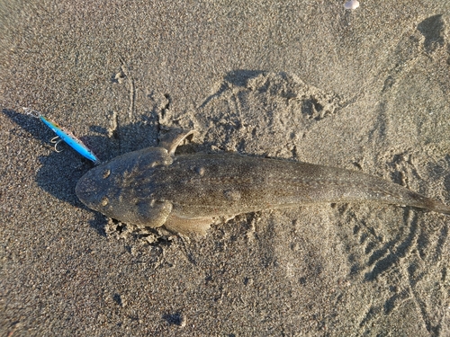 マゴチの釣果