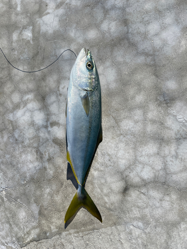 ワカシの釣果