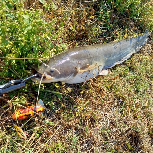 マナマズの釣果