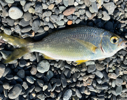 クロサギの釣果