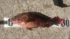 キジハタの釣果