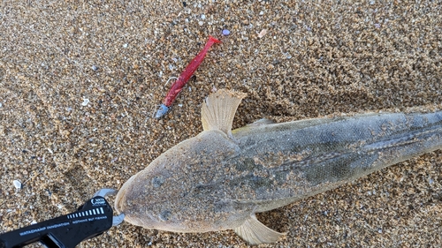 マゴチの釣果