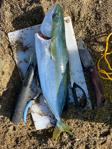 サゴシの釣果