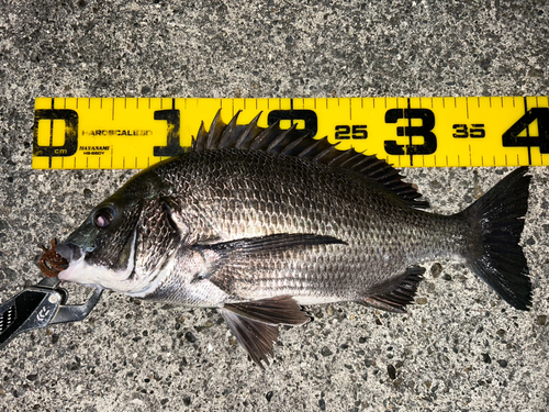 クロダイの釣果