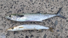カマスの釣果