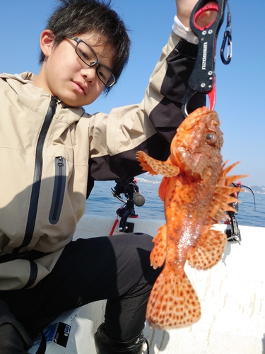 オニカサゴの釣果