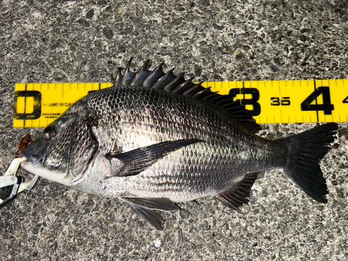 クロダイの釣果