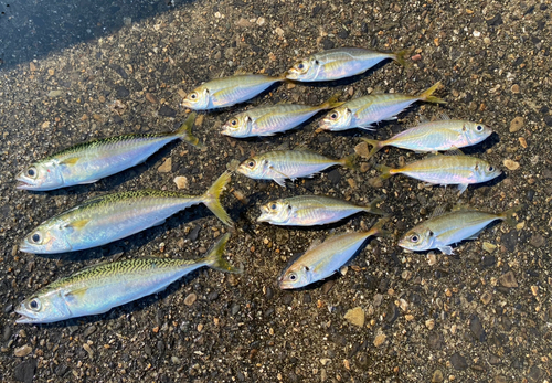 アジの釣果