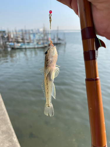 マハゼの釣果