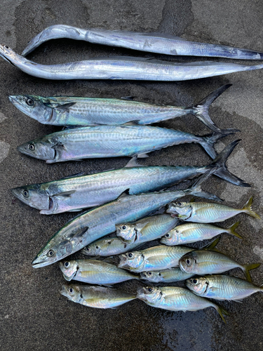 タチウオの釣果