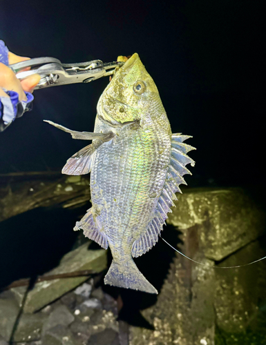 クロダイの釣果