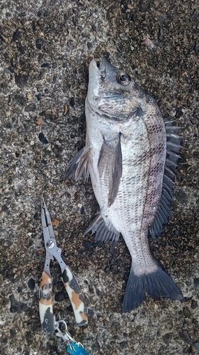 クロダイの釣果