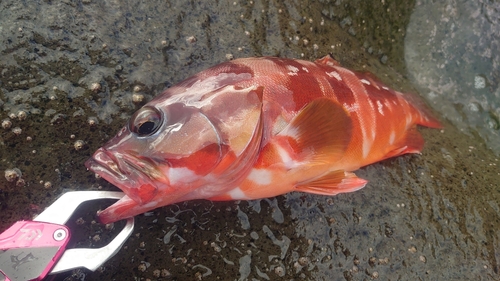 アカハタの釣果