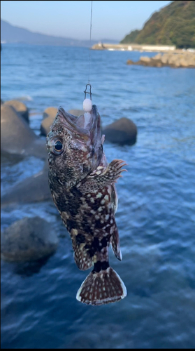 ガシラの釣果