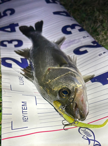 シーバスの釣果