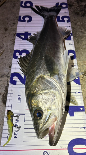 シーバスの釣果