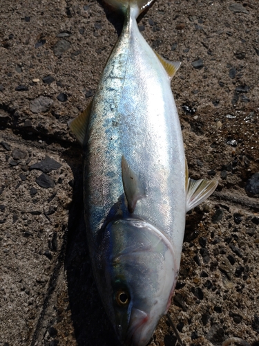 ハマチの釣果