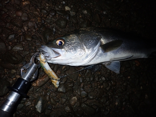 スズキの釣果