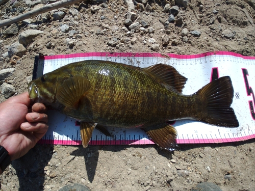 スモールマウスバスの釣果