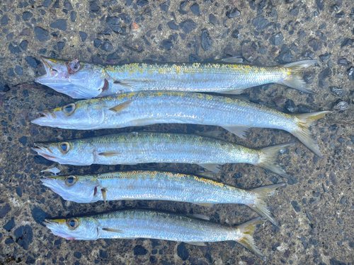 タイワンカマスの釣果