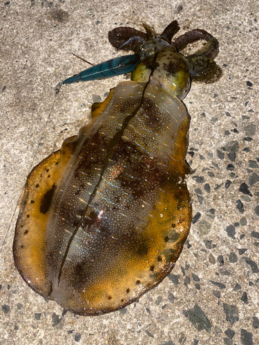 アオリイカの釣果